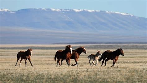 Federal agency given deadline to explain why deadly Nevada wild horse roundup should continue